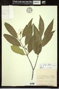 Psychopterys multiflora image