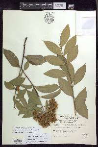 Niedenzuella sericea image