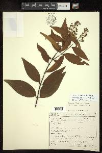 Niedenzuella acutifolia image