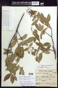 Niedenzuella sericea image