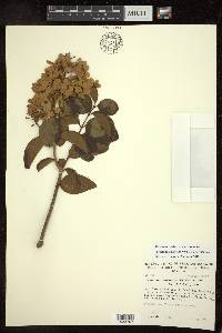 Niedenzuella glabra image
