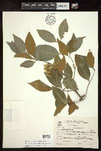 Niedenzuella acutifolia image