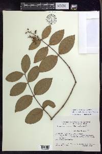 Niedenzuella sericea image