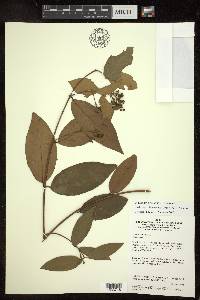 Niedenzuella leucosepala image
