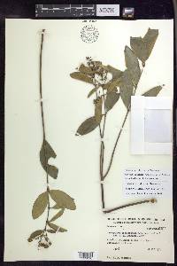 Niedenzuella sericea image