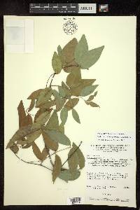 Niedenzuella glabra image