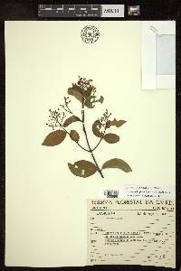 Niedenzuella glabra image