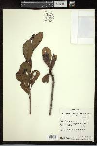 Acridocarpus adenophorus image