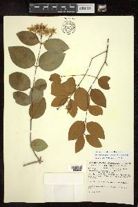 Niedenzuella glabra image