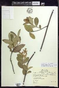 Niedenzuella sericea image