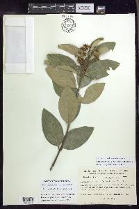 Niedenzuella sericea image