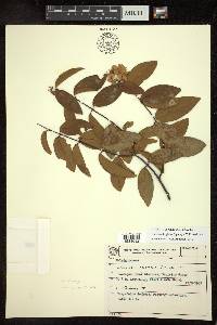 Niedenzuella glabra image