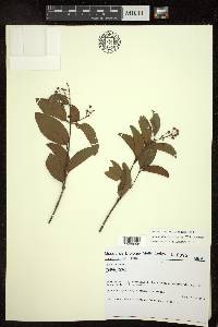 Niedenzuella glabra image