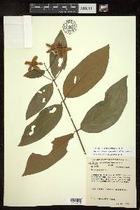 Niedenzuella leucosepala image