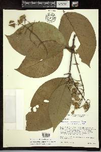 Adelphia macrophylla image