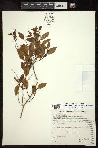 Niedenzuella mogoriifolia image