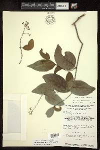 Niedenzuella glabra image