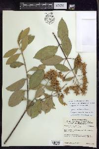 Niedenzuella sericea image