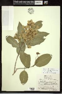 Psychopterys polycarpa image