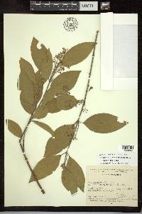 Psychopterys polycarpa image