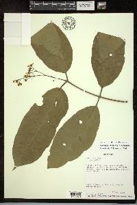 Adelphia hiraea image