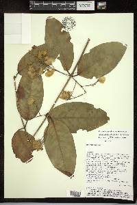 Adelphia hiraea image