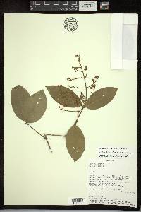 Adelphia hiraea image