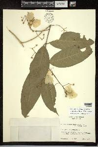 Adelphia hiraea image