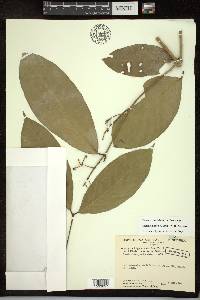 Adelphia hiraea image