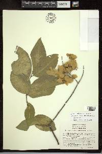 Psychopterys polycarpa image