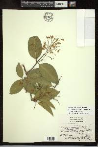 Psychopterys polycarpa image