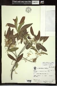 Psychopterys multiflora image