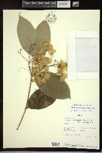 Adelphia hiraea image