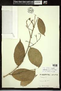 Adelphia hiraea image