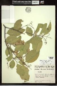 Psychopterys polycarpa image