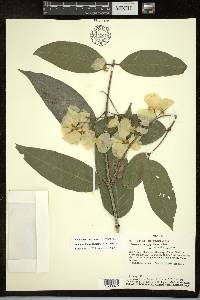 Adelphia hiraea image