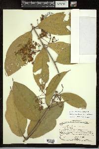 Adelphia hiraea image