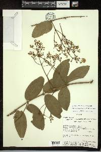 Adelphia hiraea image