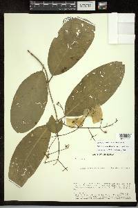 Adelphia hiraea image