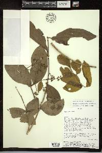 Adelphia hiraea image