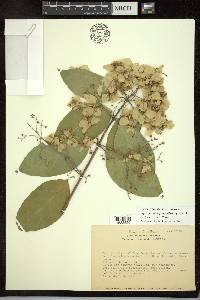 Psychopterys polycarpa image