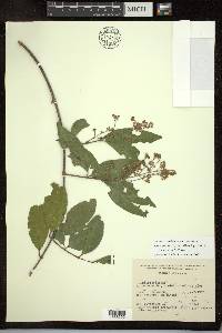 Psychopterys polycarpa image