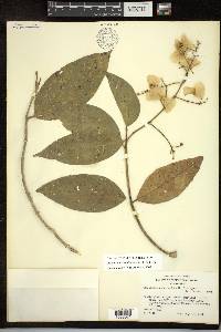 Adelphia hiraea image