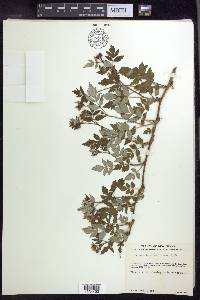 Rubus arizonicus image