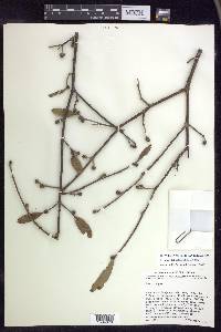 Lasiocarpus salicifolius image