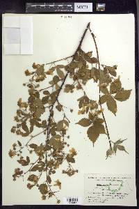 Rubus pulchriflorus image