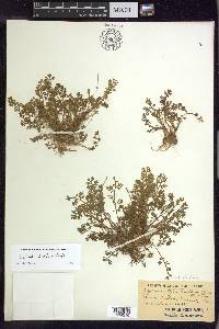 Soliva anthemifolia image