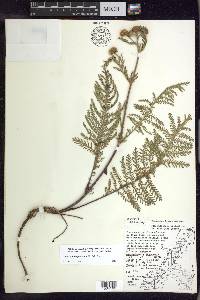 Tanacetum huronense image