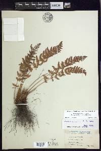 Woodsia scopulina image