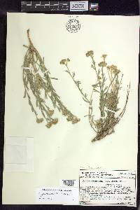 Sphaeromeria cana image